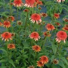 Flower Seeds, Seeds,Seeds For Planting,Plant Seeds