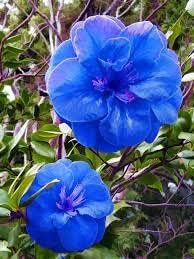 Blue Camellia Flower Seeds for Planting – Heirloom, Non-GMO, High Germination Organic Garden Seeds