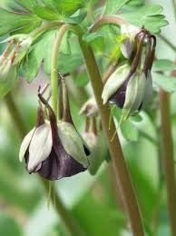 Flower Seeds, Seeds,Seeds For Planting,Plant Seeds