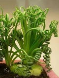 Tortilis Spiral Flower Seeds for Planting – Heirloom, Non-GMO, High Germination Garden Seeds