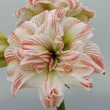 Flower Seeds, Seeds,Seeds For Planting,Plant Seeds