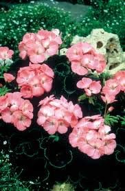 Flower Seeds, Seeds,Seeds For Planting,Plant Seeds