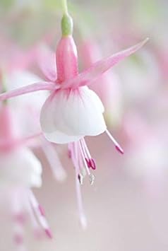 Flower Seeds, Seeds,Seeds For Planting,Plant Seeds