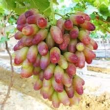 Fruit Seeds,Garden seeds, Seeds For Planting,Plant Seeds