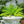 Vegetable Seeds,Garden seeds, Seeds For Planting,Plant Seeds