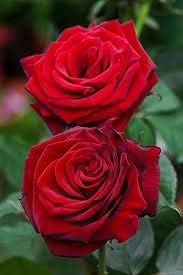 Flower Seeds, Seeds,Seeds For Planting,Plant Seeds