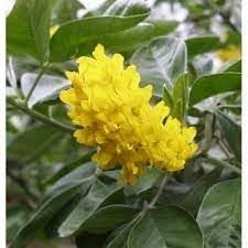 Cytisus Battandieri Flower Seeds for Planting | Heirloom, Non-GMO, High Germination Organic Garden Seeds