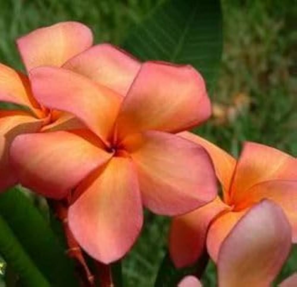 Orange Frangipani Flower Seeds for Planting Heirloom Non-GMO High Germination Organic Garden Seeds