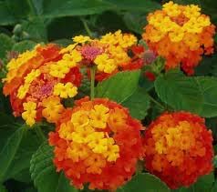Flower Seeds, Seeds,Seeds For Planting,Plant Seeds