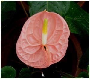 Flower Seeds, Seeds,Seeds For Planting,Plant Seeds