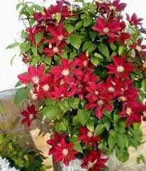 Flower Seeds, Seeds,Seeds For Planting,Plant Seeds