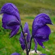 Flower Seeds, Seeds,Seeds For Planting,Plant Seeds