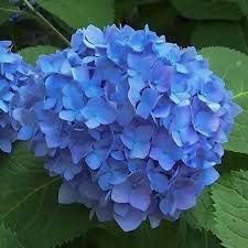 Flower Seeds, Seeds,Seeds For Planting,Plant Seeds