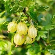 Fruit Seeds,Garden seeds, Seeds For Planting,Plant Seeds