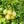 Fruit Seeds,Garden seeds, Seeds For Planting,Plant Seeds