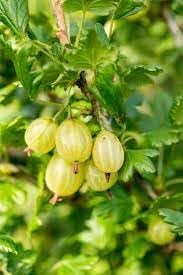 Fruit Seeds,Garden seeds, Seeds For Planting,Plant Seeds