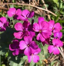 Flower Seeds, Seeds,Seeds For Planting,Plant Seeds