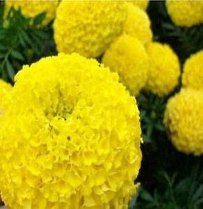 Flower Seeds, Seeds,Seeds For Planting,Plant Seeds