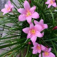 Flower Seeds, Seeds,Seeds For Planting,Plant Seeds