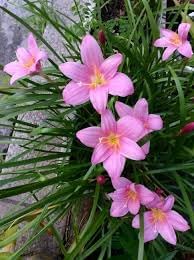 Flower Seeds, Seeds,Seeds For Planting,Plant Seeds