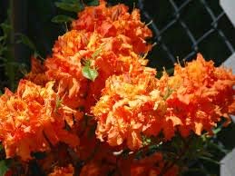 Flower Seeds, Seeds,Seeds For Planting,Plant Seeds