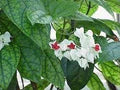 Clerodendrum Flower Seeds for Planting – Heirloom, Non-GMO, High Germination Wildflower Mix