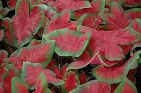 Flower Seeds, Seeds,Seeds For Planting,Plant Seeds