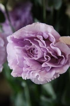 Flower Seeds, Seeds,Seeds For Planting,Plant Seeds