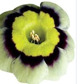 Flower Seeds, Seeds,Seeds For Planting,Plant Seeds