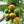 Fruit Seeds,Garden seeds, Seeds For Planting,Plant Seeds