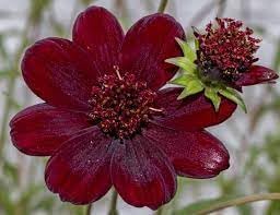 Flower Seeds, Seeds,Seeds For Planting,Plant Seeds