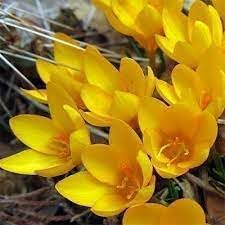 Flower Seeds, Seeds,Seeds For Planting,Plant Seeds