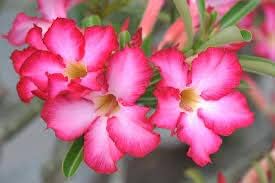 Desert Plant Flower Seeds for Planting – Heirloom Non-GMO, High Germination, Long Bloom Season