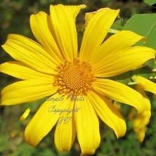 Flower Seeds, Seeds,Seeds For Planting,Plant Seeds