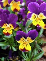 Flower Seeds, Seeds,Seeds For Planting,Plant Seeds