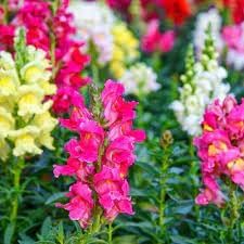 Flower Seeds, Seeds,Seeds For Planting,Plant Seeds
