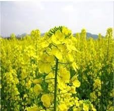 Rapeseed Flower Seeds for Planting – Heirloom, Non-GMO, High Germination Organic Garden Seeds