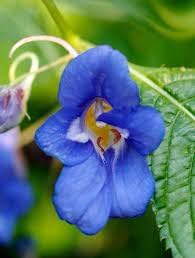 Flower Seeds, Seeds,Seeds For Planting,Plant Seeds