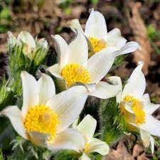 Flower Seeds, Seeds,Seeds For Planting,Plant Seeds