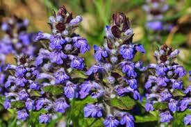 Flower Seeds, Seeds,Seeds For Planting,Plant Seeds
