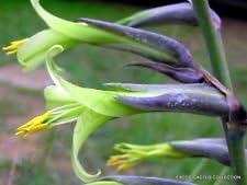 Flower Seeds, Seeds,Seeds For Planting,Plant Seeds