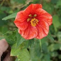 Flower Seeds, Seeds,Seeds For Planting,Plant Seeds