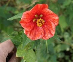 Flower Seeds, Seeds,Seeds For Planting,Plant Seeds