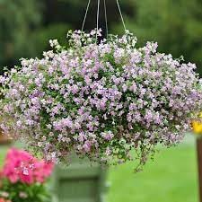 Flower Seeds, Seeds,Seeds For Planting,Plant Seeds