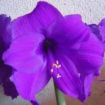 Flower Seeds, Seeds,Seeds For Planting,Plant Seeds
