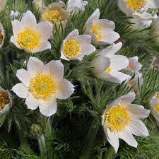Flower Seeds, Seeds,Seeds For Planting,Plant Seeds