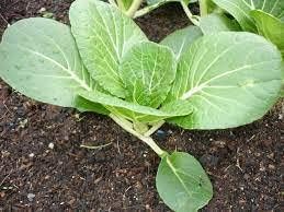 Vegetable Seeds,Garden seeds, Seeds For Planting,Plant Seeds