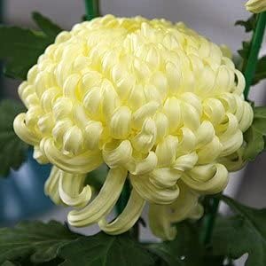 Flower Seeds, Seeds,Seeds For Planting,Plant Seeds