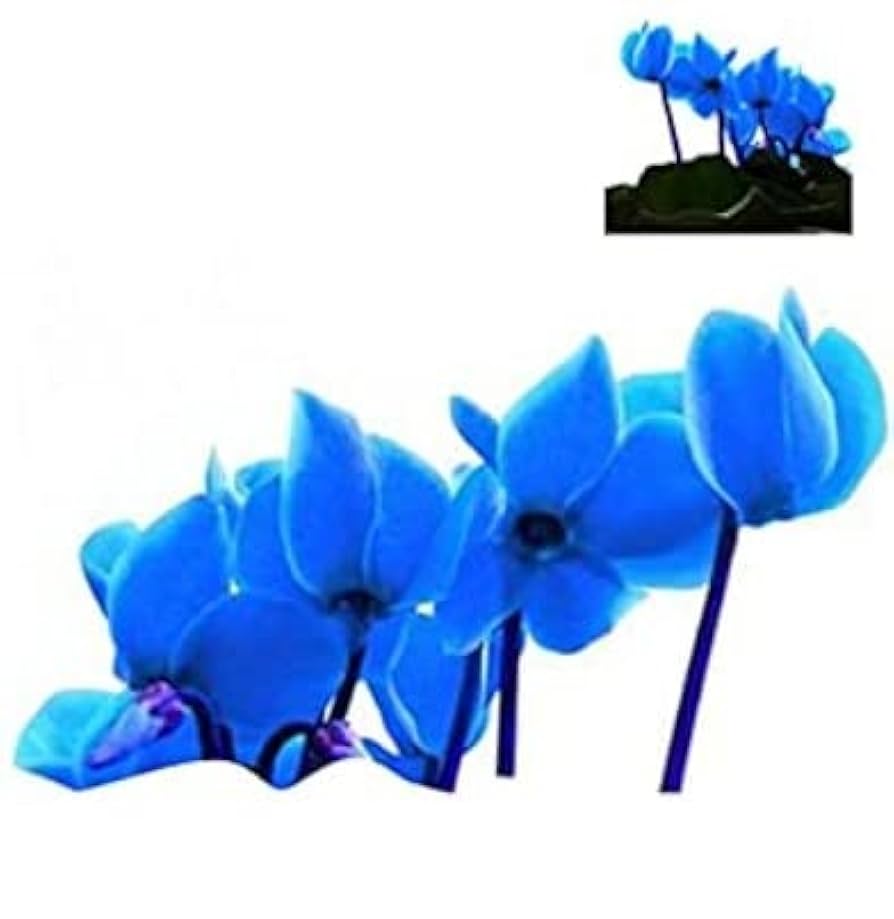 Blue Cyclamen Flower seeds for Planting - Compact Growth, Heirloom & GMO Free Seeds for Home Garden, 100 pcs