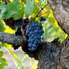 Fruit Seeds,Garden seeds, Seeds For Planting,Plant Seeds